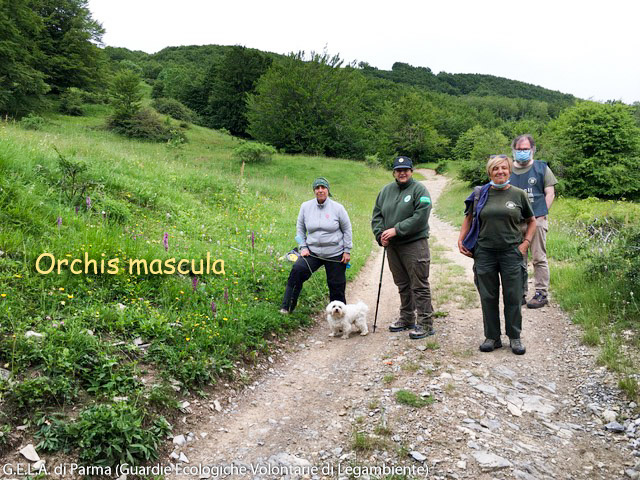 Le Gela di Parma sul Monte Pelpi alla ri-scoperta della Flora Protetta - giugno 2021