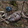 Gennaio 2011 immagini &quot;Ritrovamento carcassa di lupo&quot;