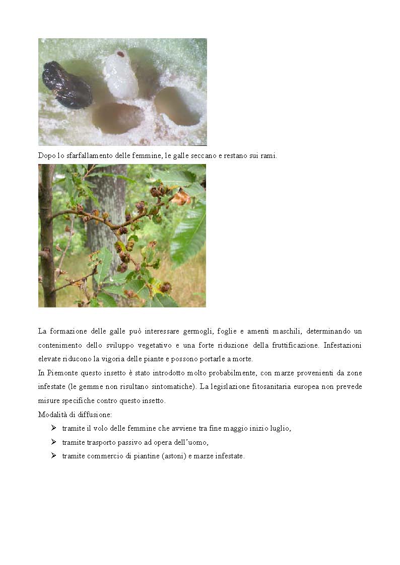 Relazione_CINIPIDE_del_CASTAGNO_da_Regione_Piemonte_Pagina_3